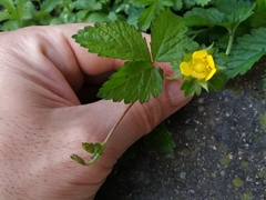 Potentilla reptans