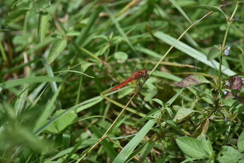 Broad Scarlet