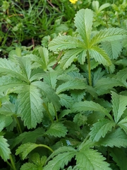 Potentilla reptans