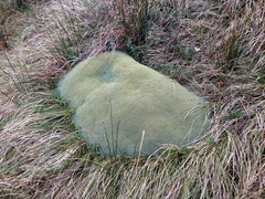 Azorelloideae