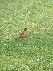 Turdus migratorius