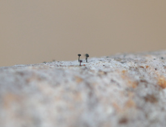 Phaeocalicium populneum