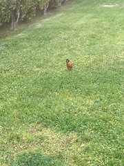 Turdus migratorius