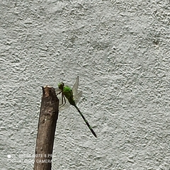 Erythemis vesiculosa
