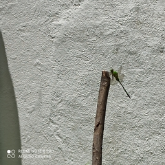 Erythemis vesiculosa