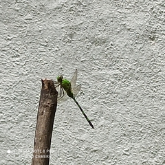 Erythemis vesiculosa