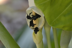 Eulaema nigrita