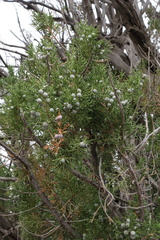Juniperus seravschanica