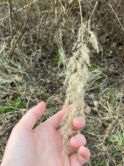 Calamagrostis epigejos