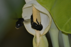 Eulaema nigrita