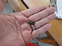 Sphenophorus aequalis