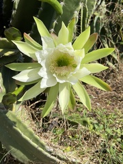 Lophocereus