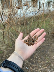 Physocarpus opulifolius