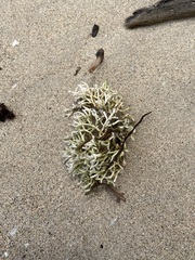 Ahnfeltiopsis flabelliformis