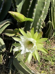 Lophocereus