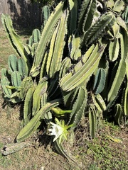 Lophocereus