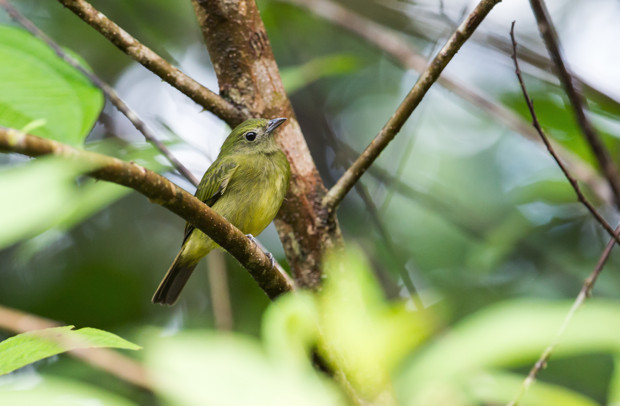 Green Manakin (Cryptopipo holochlora)