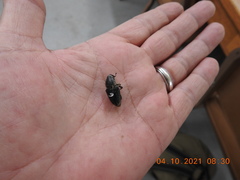Sphenophorus aequalis