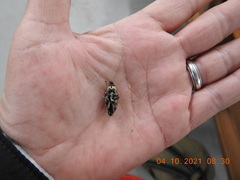 Sphenophorus aequalis