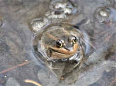 Lithobates virgatipes