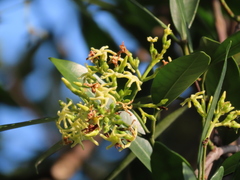 Anodendron affine