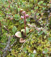 Pyrola grandiflora