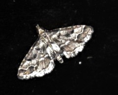 Sufetula hemiophthalma