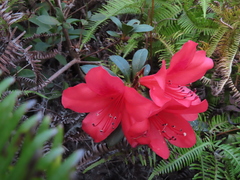 Rhododendron nakaharai
