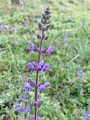 Salvia sclareoides