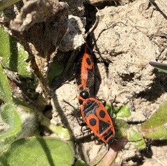 Pyrrhocoris apterus