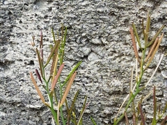 Cardamine parviflora