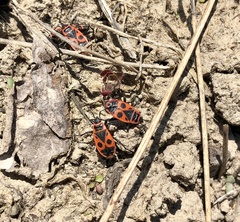 Pyrrhocoris apterus