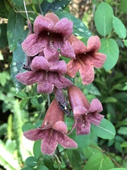 Bignonia capreolata image