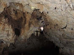 Lonchophylla robusta