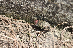 Carabus elysii