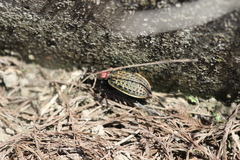 Carabus elysii