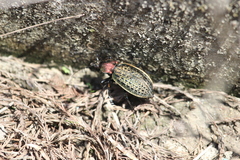Carabus elysii