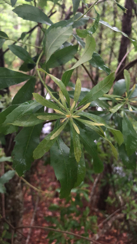 Myricaceae image