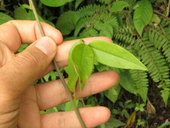 Calopogonium galactioides