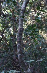 Salacia chinensis
