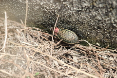 Carabus elysii