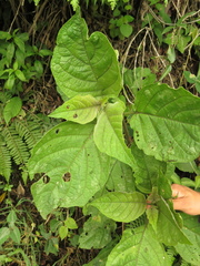 Witheringia solanacea