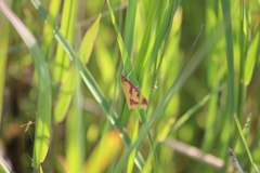 Ostrinia palustralis