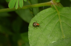 Horciasinus signoreti