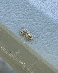 Metaphidippus siticulosus