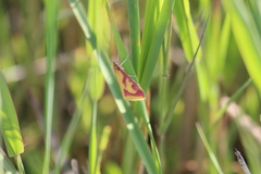 Ostrinia palustralis