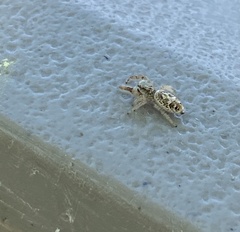Metaphidippus siticulosus