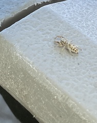 Metaphidippus siticulosus