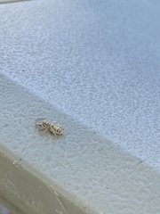 Metaphidippus siticulosus