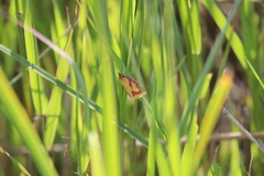 Ostrinia palustralis